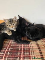 Mixed Breed cats - Advert 8