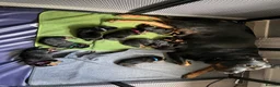 Rottweiler dogs for sale: Beautiful Rottweiler puppies in Derby - Advert 12