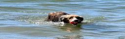 Mixed Breed dogs for sale: Stunning, loving Lassie/Border collie - Advert 9
