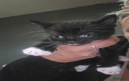 Mixed Breed cats for sale: British shorthair cross moggys - Image 4