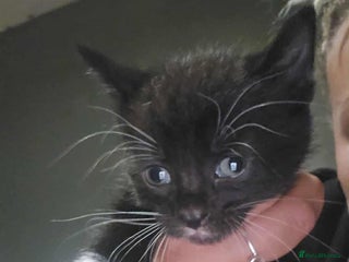 Mixed Breed cats British shorthair cross moggys - Advert 10