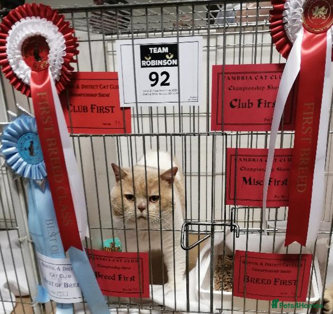 British Shorthair cats for stud: CHAMPION KAROWBIST FLOYDER  in Ruardean - Advert 8