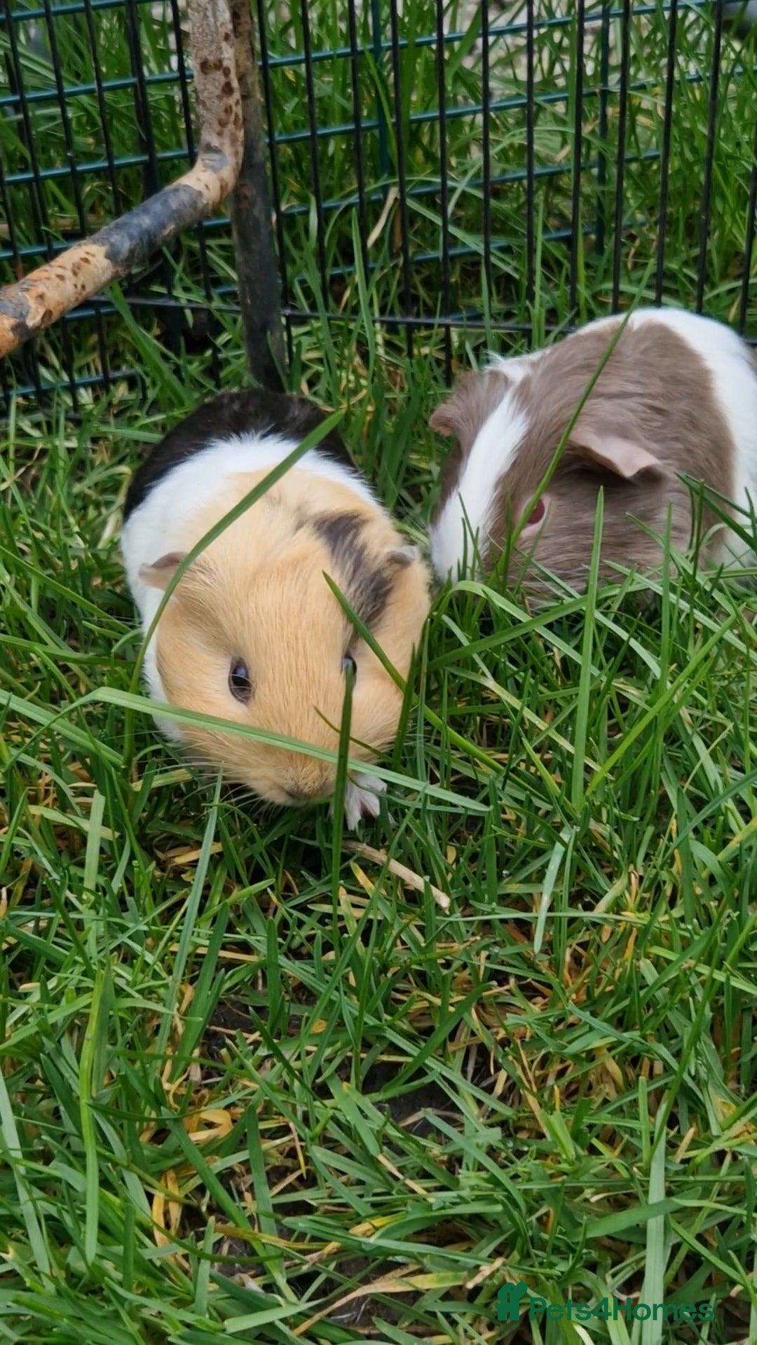 Guinea Pig rodents 💙2 shelte breed💙 / 24nd mar 26 - Advert 12