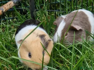 Guinea Pig rodents 💙2 shelte breed💙 / 24nd mar 26 - Advert 12