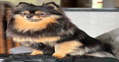 Pomeranian dogs - Advert 12