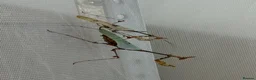 Praying Mantis invertebrates for sale: Ghost and Cryptic mantises - Advert 2