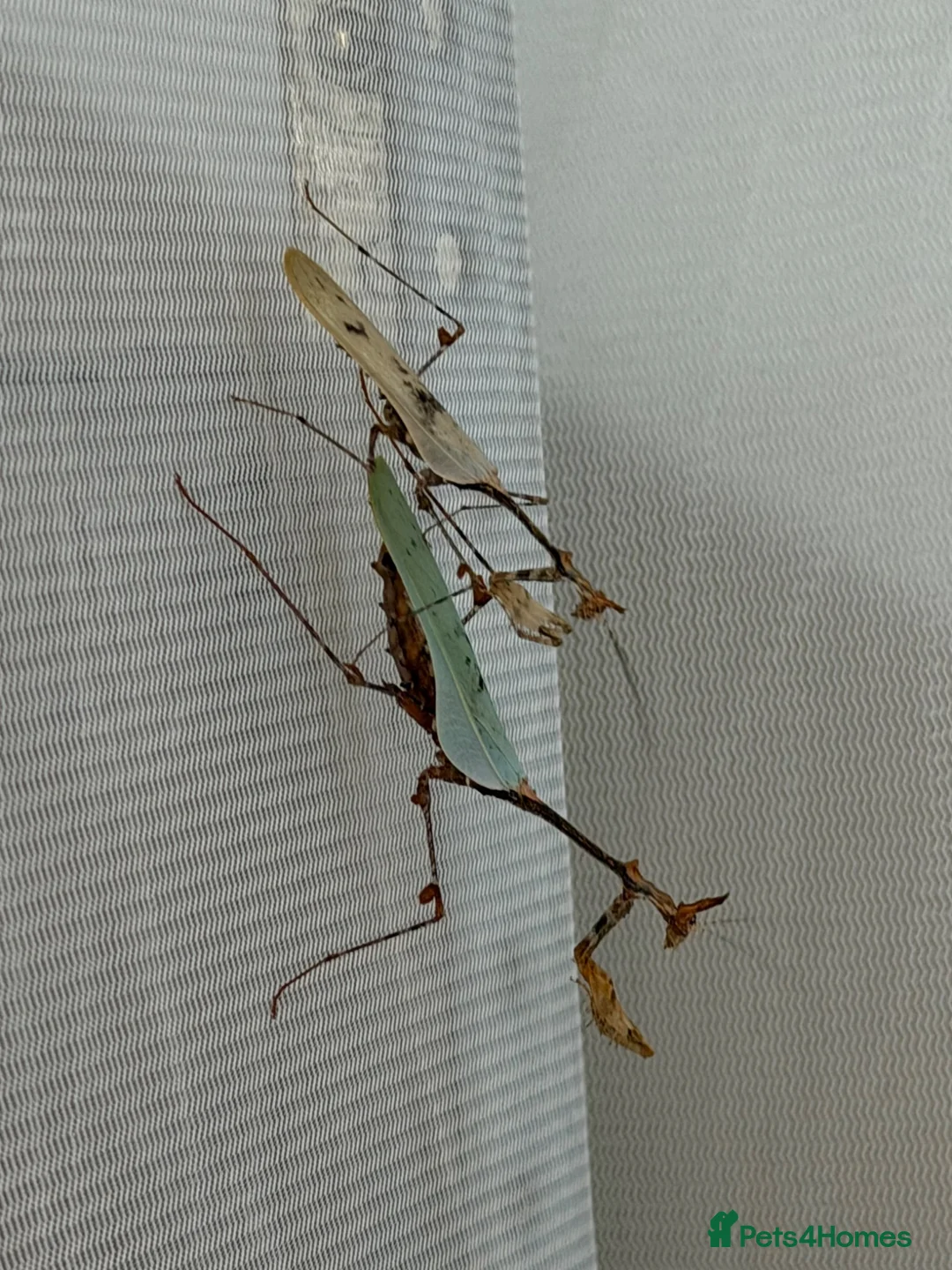 Praying Mantis invertebrates for sale: Ghost and Cryptic mantises - Advert 2