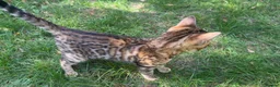 Bengal cats for sale: TICA Registered Bengal Kitten - Stunning Rosettes - Advert 13