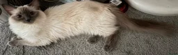 Ragdoll cats for sale: GCCF Ragdoll Girl - Advert 3