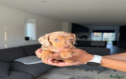 Dachshund dogs for sale: Miniature Dachshund Litter - Image 4