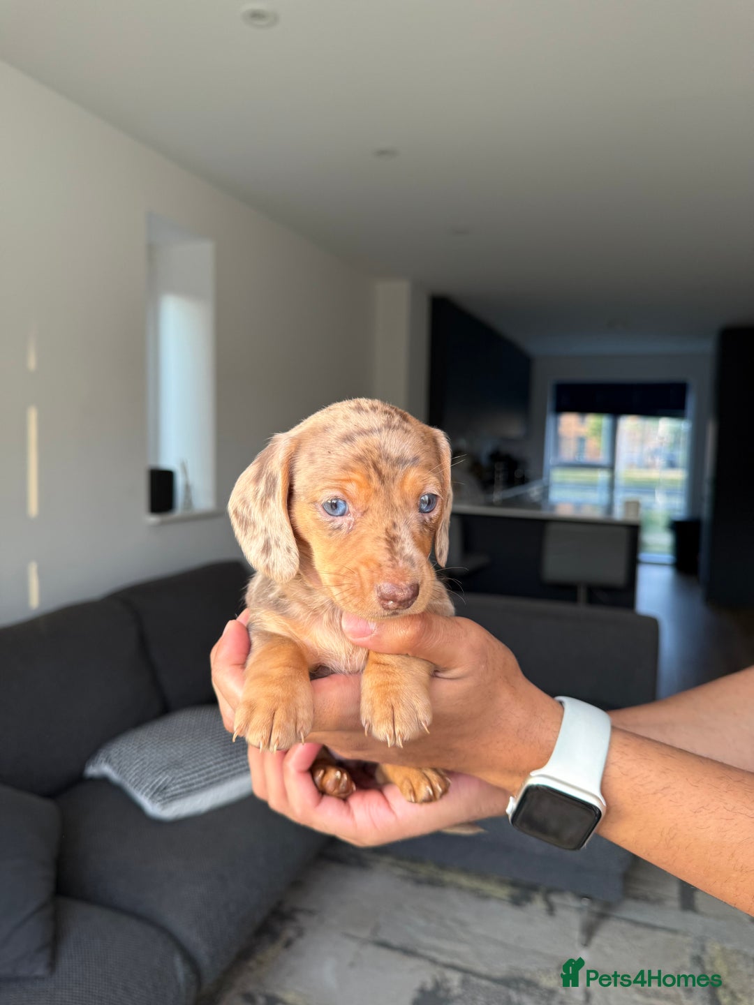 Dachshund dogs for sale: Miniature Dachshund Litter - Image 4