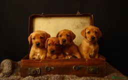 Labrador Retriever dogs for sale: Beautiful Fox Red Labrador Puppies - Image 1