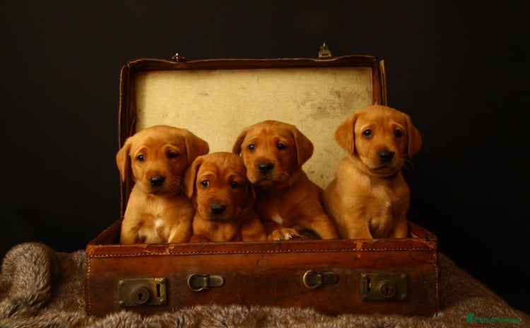 Labrador Retriever dogs - Advert 10