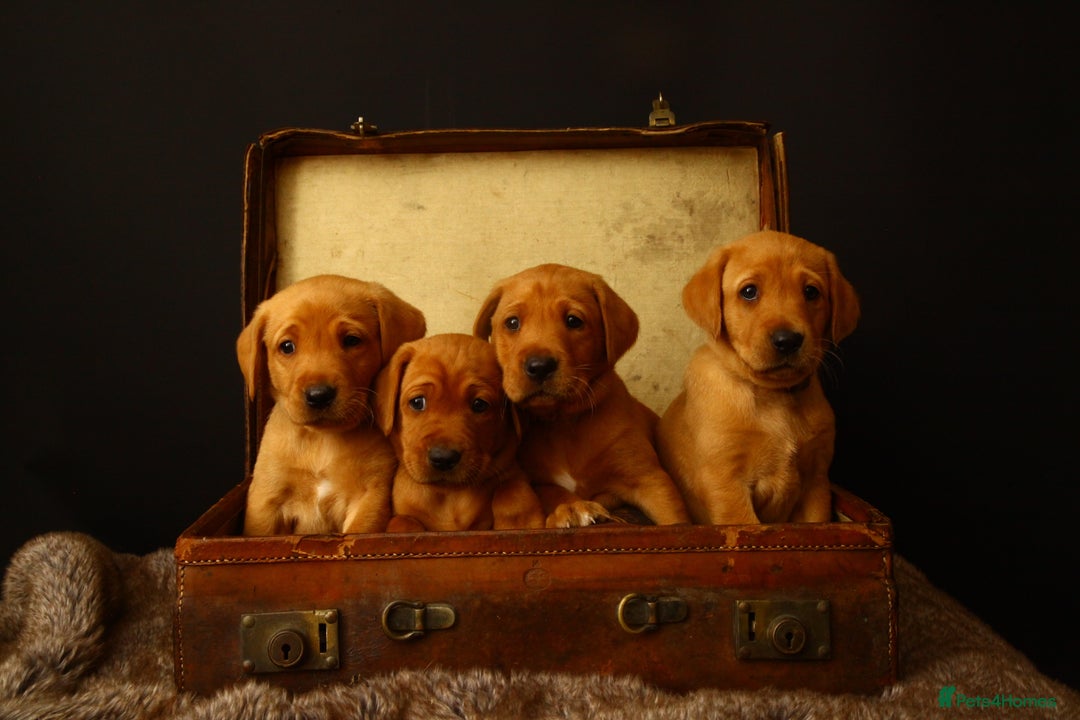 Labrador Retriever dogs for sale: Beautiful Fox Red Labrador Puppies - Image 1