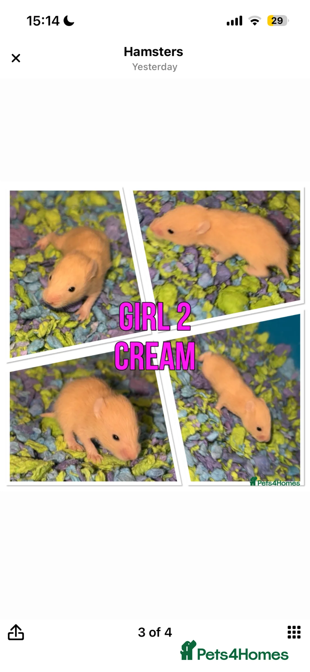 Hamster rodents for sale: Female Syrian hamster  in Bromley - Advert 1