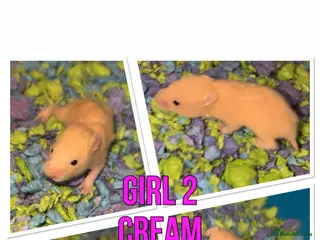 Hamster rodents Female Syrian hamster - Advert 1