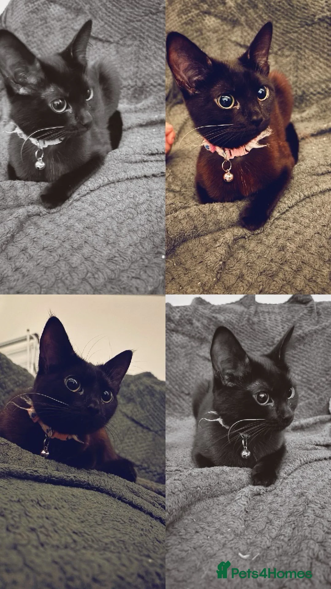 Mixed Breed cats for sale: flo flo  - Advert 2