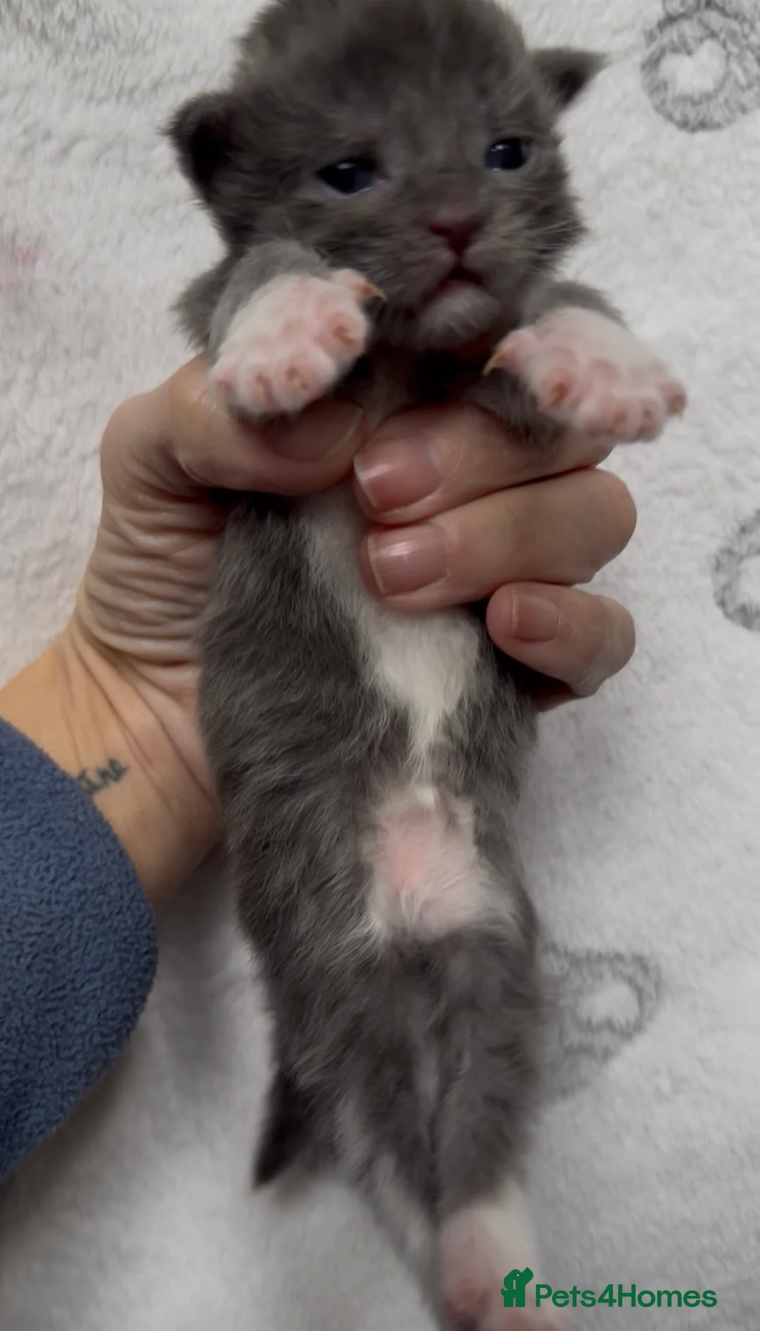 Maine Coon cats for sale: Stunning Maine Coon Kittens Unique Black Smokes - Advert 12