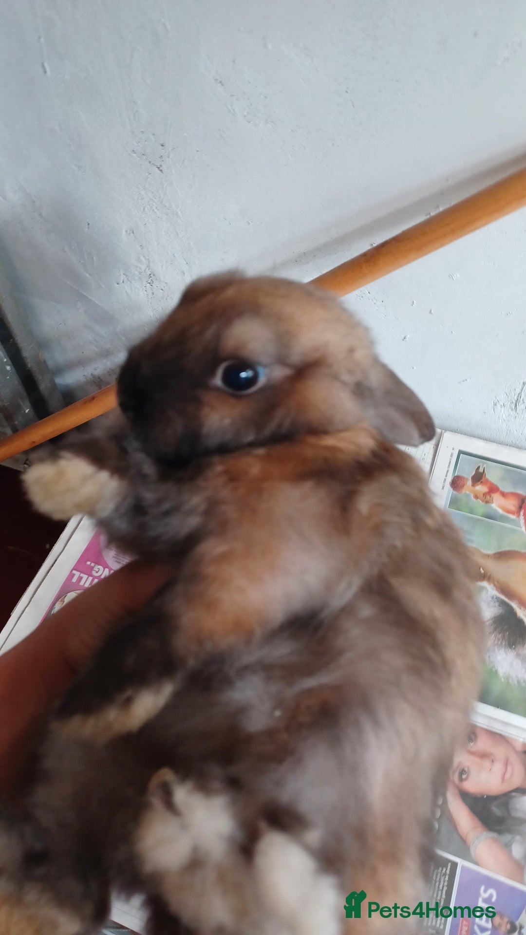 Lionhead rabbits for sale: 2 cute lionhead rabbits come with cage and food - Image 5