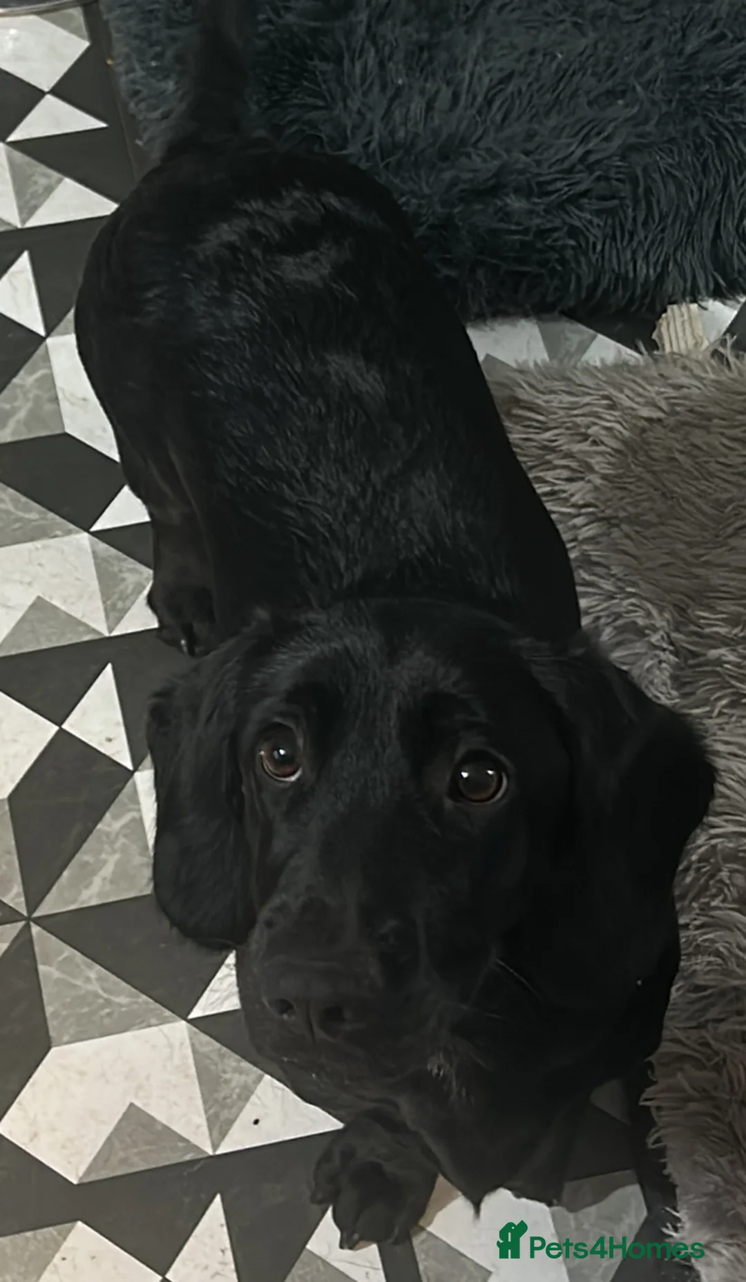 Mixed Breed dogs for sale: Looking for home  - Advert 3