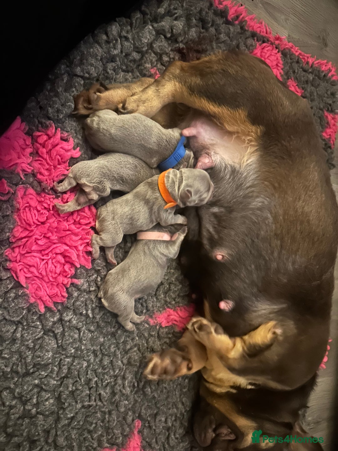 French Bulldog dogs for sale: 3 Female French bulldog puppies  - Image 10