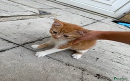 Mixed Breed cats for sale: loved and cared for kittens looking for new home🥹 - Image 4