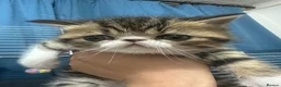 Exotic cats for sale: Cute kittens for sale - Advert 5