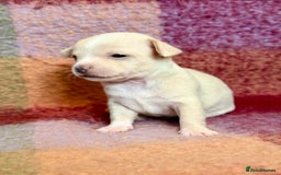 Chihuahua dogs for sale: Beautiful Chihuahua Boys - Image 5