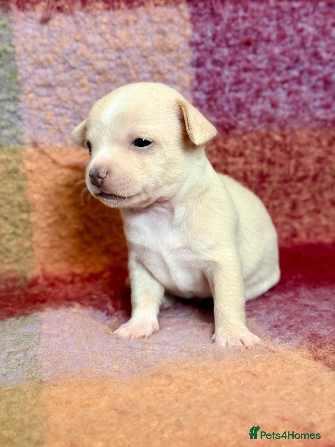 Chihuahua dogs for sale: Beautiful Chihuahua Boys - Image 5