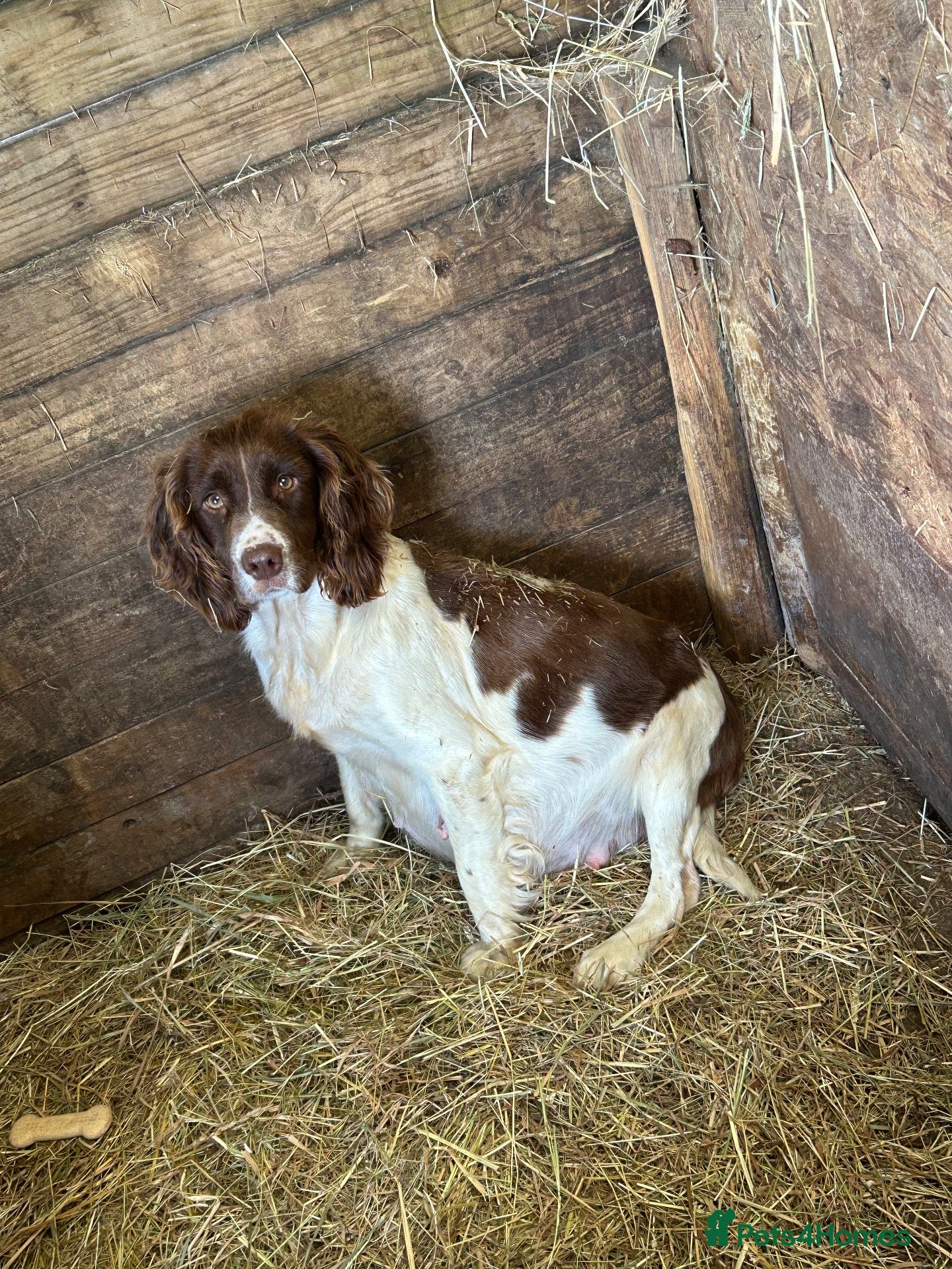 English Springer Spaniel dogs Springer Spaniel Pups - Advert 2