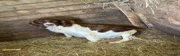 English Springer Spaniel dogs for sale: Springer Spaniel Pups - Advert 2