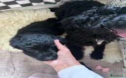 Mixed Breed dogs for sale: Beautiful Sproodle puppies stunning  - Image 20