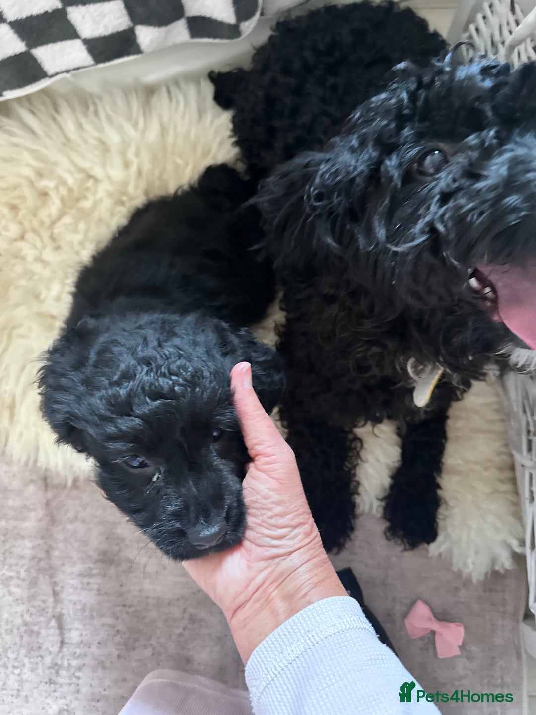 Mixed Breed dogs for sale: Beautiful Sproodle puppies stunning  - Image 20