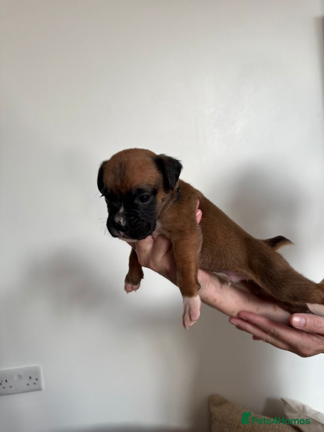 Boxer dogs for sale: Bobtail boxers for sale - Image 6