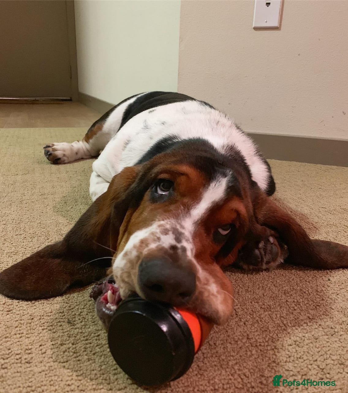 Basset Hound dogs Sweet Basset Hound Looking for a Loving Home in Southampton - Advert 3