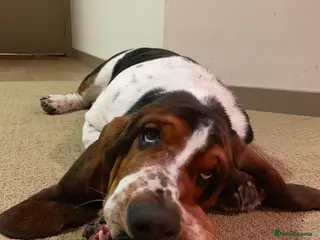 Basset Hound dogs Sweet Basset Hound Looking for a Loving Home in Southampton - Advert 3