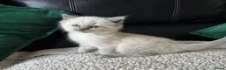 Ragdoll cats for sale: Pure Bread Ragdoll Kittens - Advert 9