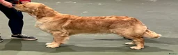 Golden Retriever dogs for sale: Golden Retriever Puppies - Advert 4