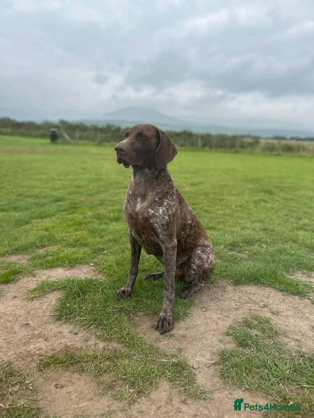 Mixed Breed dogs for sale: German pointers  - Advert 17