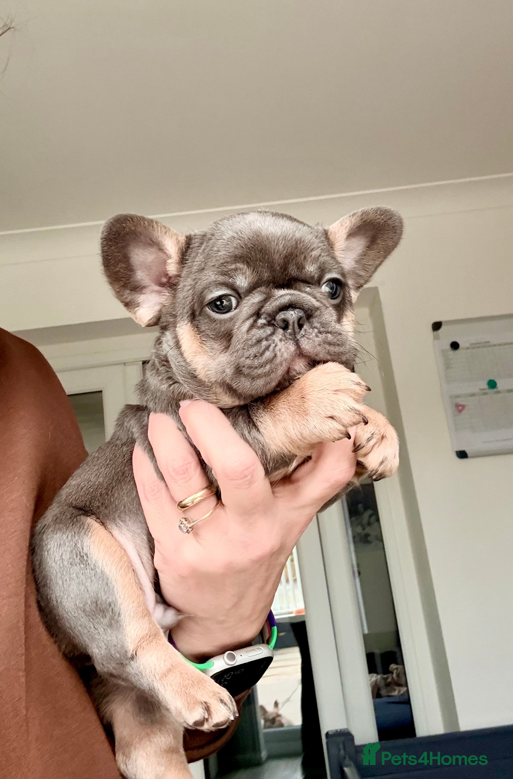 French Bulldog dogs  Beautiful French Bull dog Puppies  - Advert 17