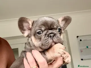 French Bulldog dogs Beautiful French Bull dog Puppies - Advert 17