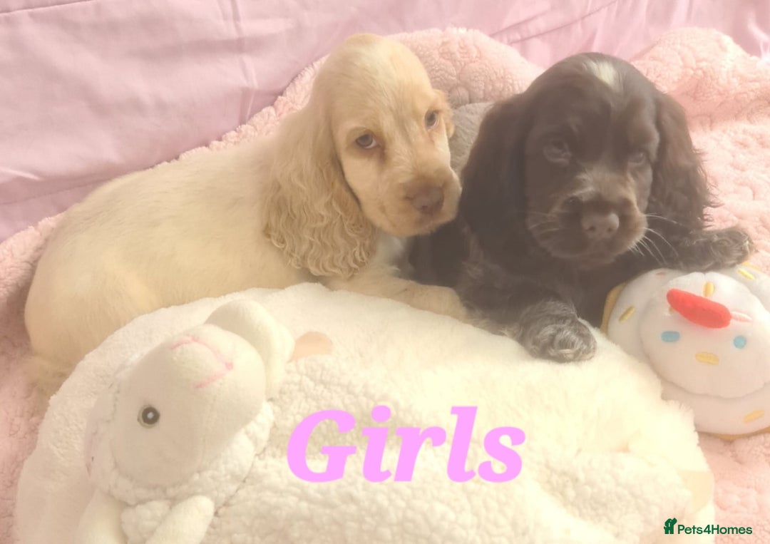 Cocker Spaniel dogs for sale: 🐶PRA FA HEALTH TESTED Show Cocker Spaniels Ready - Image 24