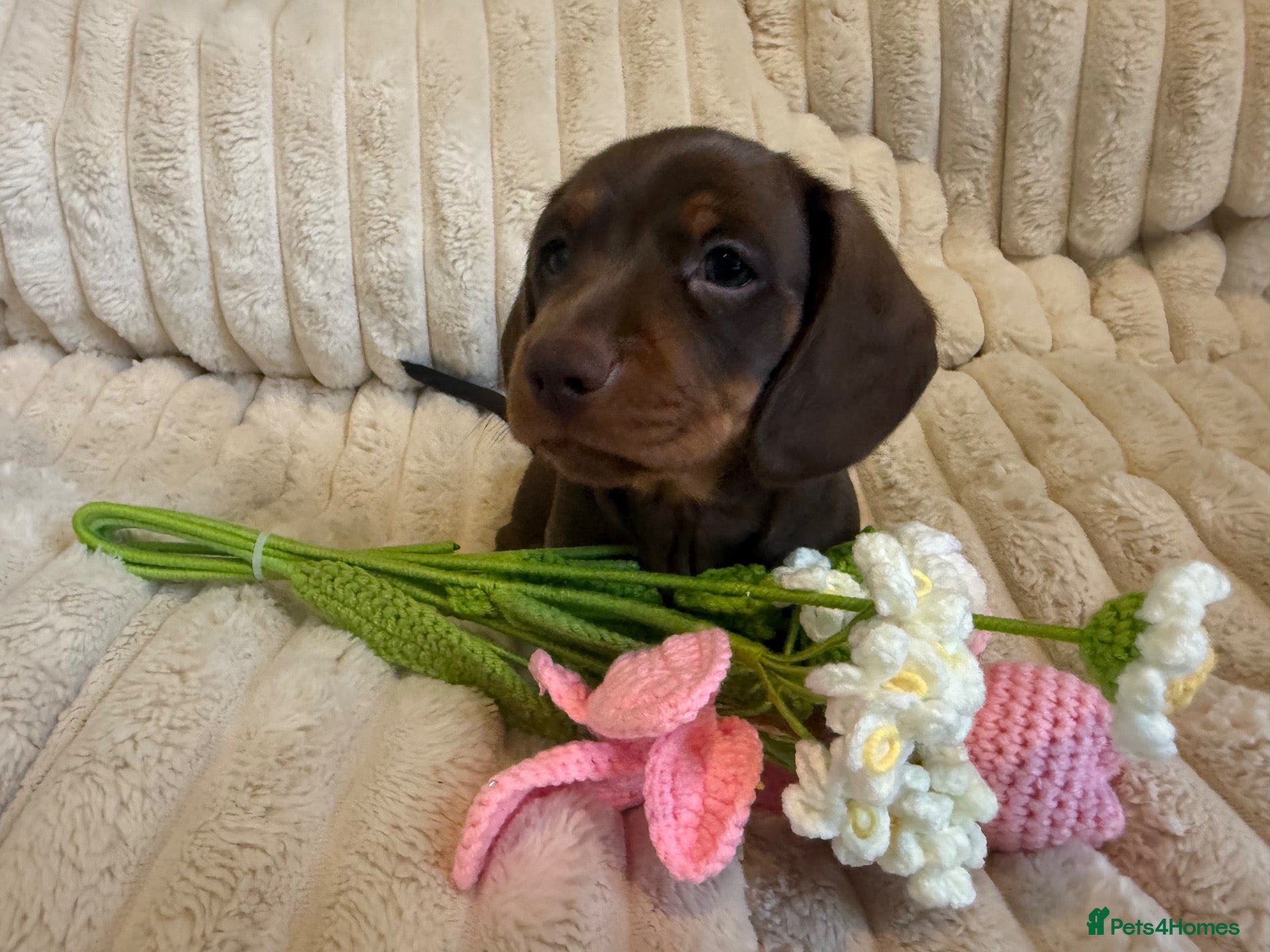 Miniature Dachshund dogs WHO WANTS TO TAKE ME HOME 🥰🐾 - Advert 1