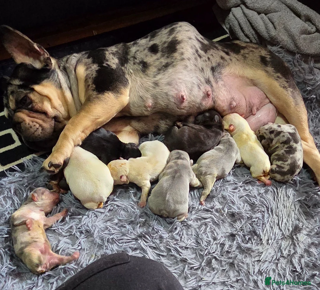 French Bulldog dogs for sale: French bulldog  - Advert 6