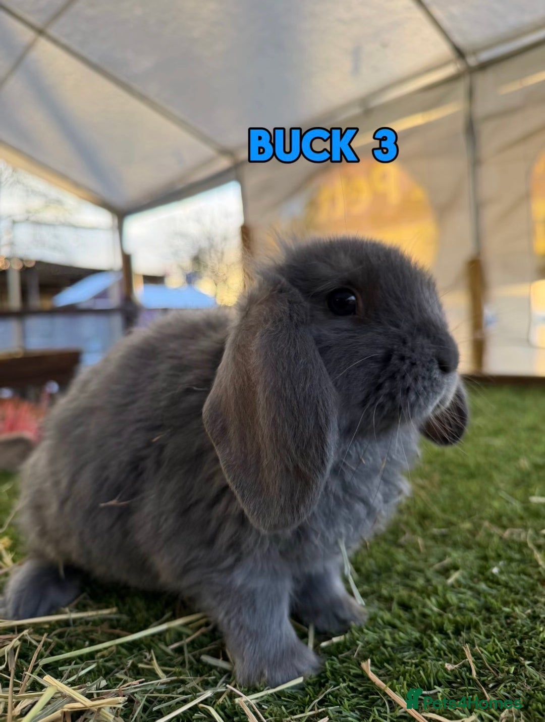 French Lop rabbits for sale: Handsome French Lop Bucks🐰💙 - Advert 3