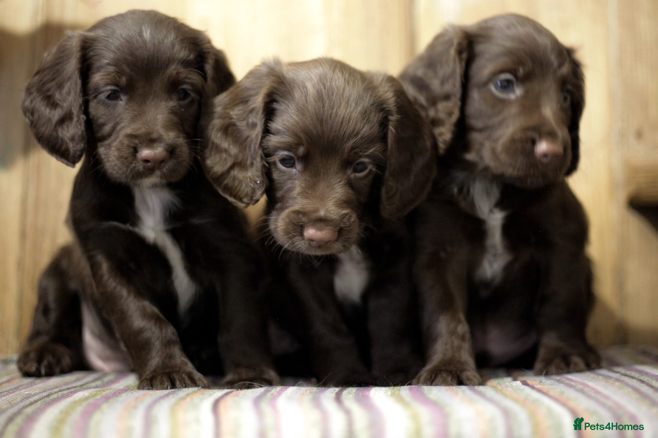 Cocker Spaniel dogs Working cocker spaniels  - Advert 4