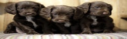 Cocker Spaniel dogs for sale: Working cocker spaniels  - Advert 1