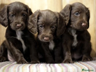 Cocker Spaniel dogs Working cocker spaniels - Advert 1