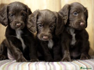 Cocker Spaniel dogs Working cocker spaniels - Advert 15