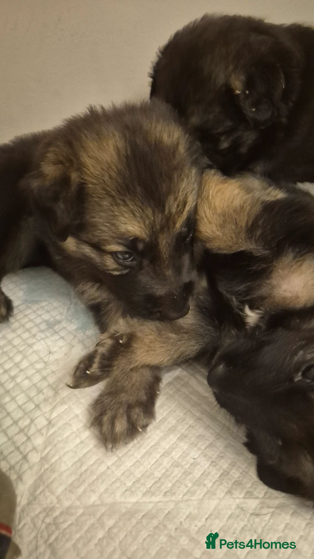 German Shepherd dogs Beautiful German Shepherd Puppies 🐾  - Advert 15